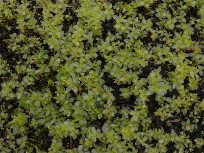 Plagiomnium species (Tooth Moss)