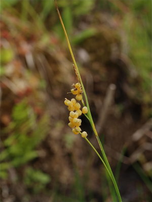 Carex aurea (Golden-Fruited Sedge)