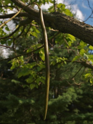 Catalpa speciosa (Northern Catalpa)