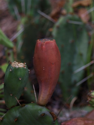 Opuntia humifusa (Prickly-Pear Cactus)