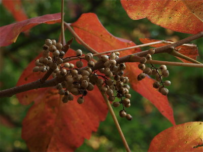 Toxicodendron radicans (Eastern Poison-Ivy)