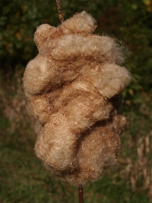 Typha species (Cattail)