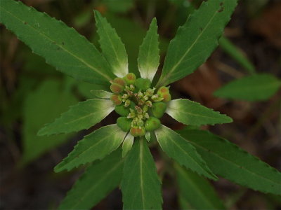 Euphorbia dentata (Toothed Spurge)