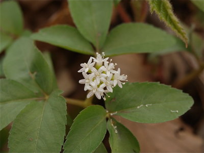 Panax trifolius (Dwarf Ginseng)