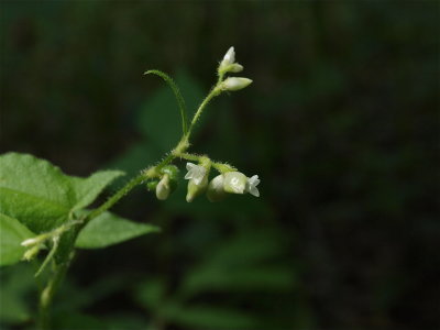Persicaria arifolia (Halberd-Leaved Tearthumb)