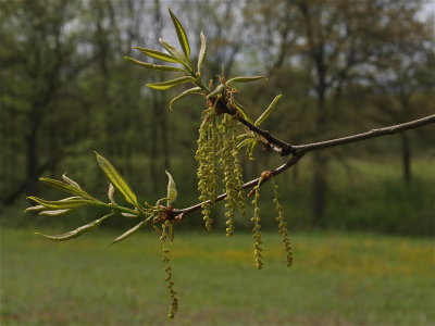 Quercus imbricaria (Shingle Oak)