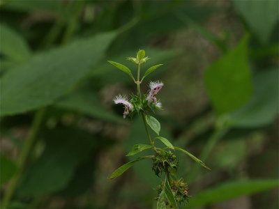 Stachys hyssopifolia (Hyssop Hedge-Nettle)