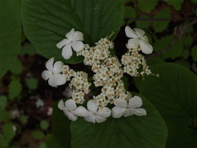 Viburnum lantanoides (Hobblebush)