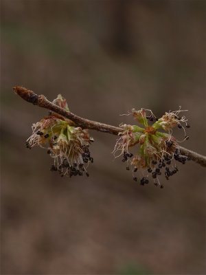 Ulmus rubra (Slippery Elm)