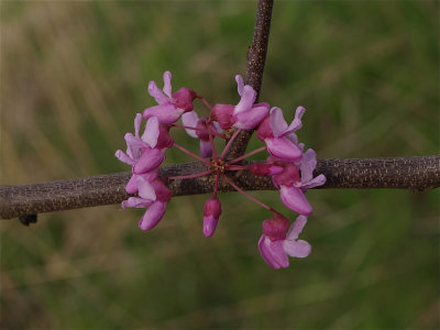 Cercis canadensis (Eastern Redbud)