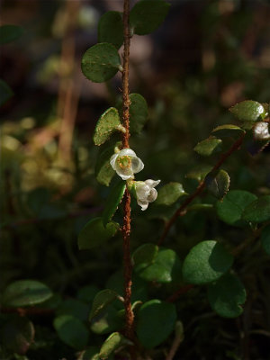 Gaultheria hispidula (Creeping Snowberry)