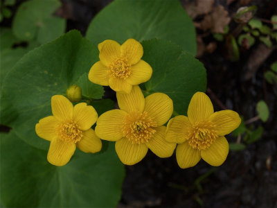 Caltha palustris (Marsh Marigold)
