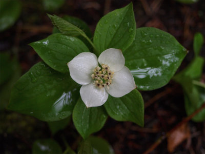 Cornus canadensis (Bunchberry)