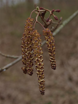 Alnus species (Alder)