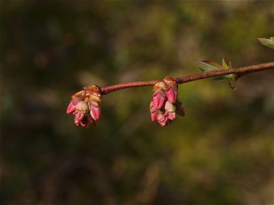 Vaccinium corymbosum (Highbush Blueberry) - Flower Buds