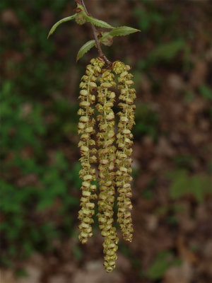Betula alleghaniensis (Yellow Birch)