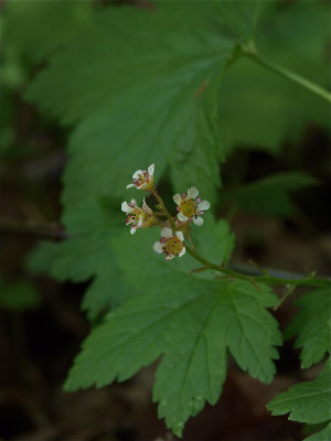 Ribes glandulosum (Skunk Currant)