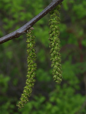 Juglans cinerea (Butternut) - Male Flowers
