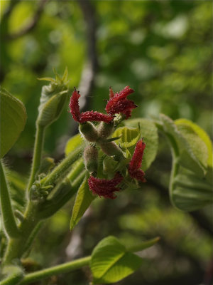 Juglans cinerea (Butternut) - Female Flowers