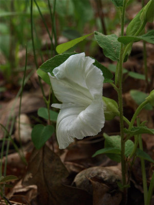 Calystegia spithamaea (Upright Bindweed)