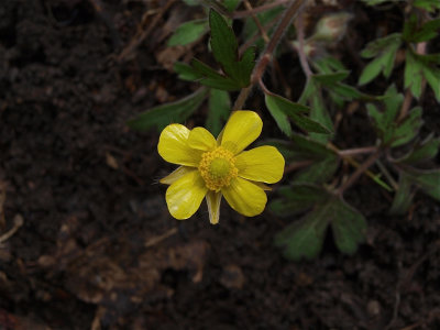 Ranunculus hispidus var. hispidus (Hispid Buttercup)