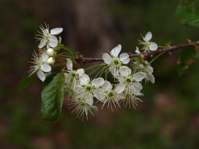Prunus pensylvanica (Pin Cherry)