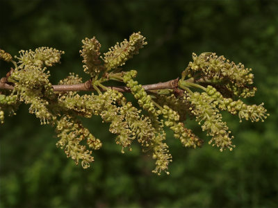 Morus species (Mulberry)