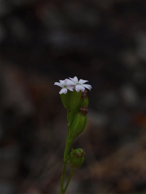Silene antirrhina (Sleepy Catchfly)