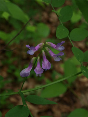 Vicia americana (American Vetch)