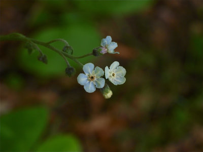 Cynoglossum virginianum (Wild Comfrey)