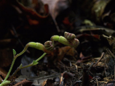 Aristolochia serpentaria (Virginia Snakeroot)