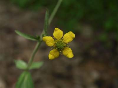 Geum aleppicum (Yellow Avens)