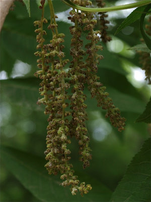 Carya cordiformis (Bitternut Hickory)
