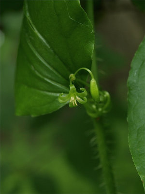 Smilax tamnoides (Bristly Greenbriar)