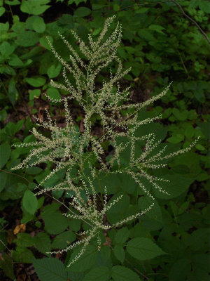 Aruncus dioicus (Goatsbeard)