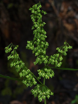 Rumex verticillatus (Swamp Dock)