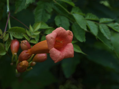Campsis radicans (Trumpet Creeper)