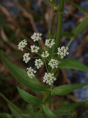 Sium suave (Water-Parsnip)