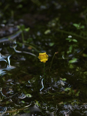 Utricularia gibba (Humped Bladderwort)