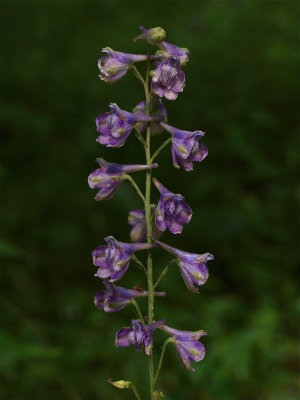 Delphinium exaltatum (Tall Larkspur)