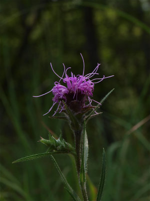Liatris squarrosa (Scaly Blazing-Star)