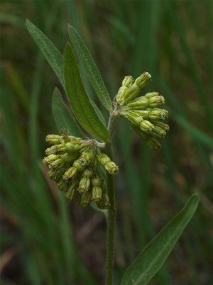 Asclepias viridiflora (Green Comet Milkweed)