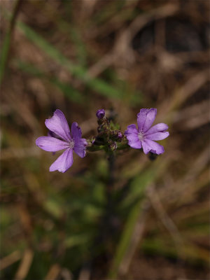 Buchnera americana (American Bluehearts)