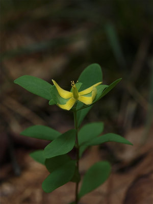 Hypericum hypericoides (St. Andrew's Cross)
