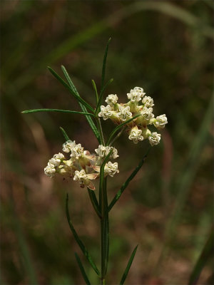 Asclepias verticillata (Whorled Milkweed)