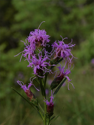 Liatris cylindracea (Cylindric Blazing-Star)