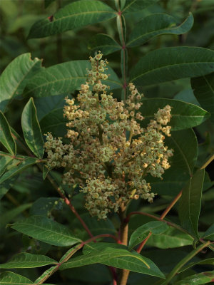 Rhus copallina (Winged Sumac)