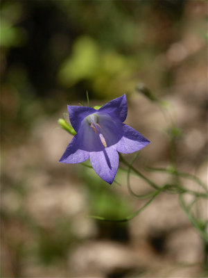 Campanula rotundifolia (Harebell)