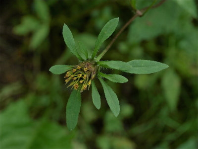 Bidens vulgata (Leafy-Bracted Beggar-Ticks)