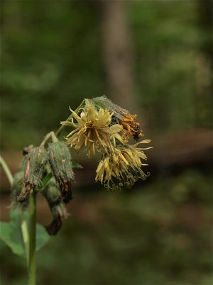 Prenanthes crepidinea (Nodding Rattlesnake-Root)